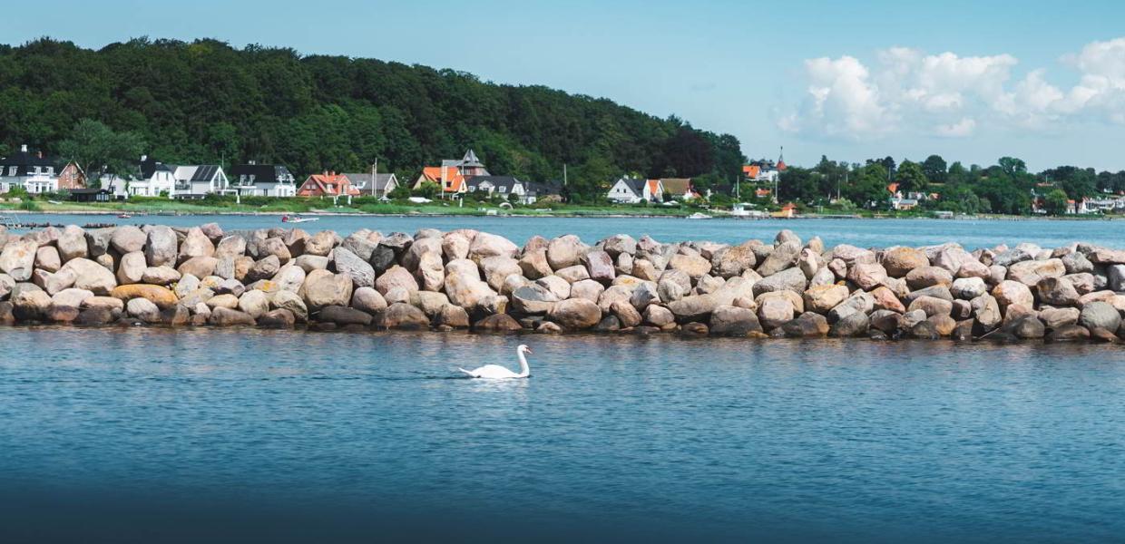 A swan glides over the water at Nivå Harbor on a calm summer day in North Zealand.