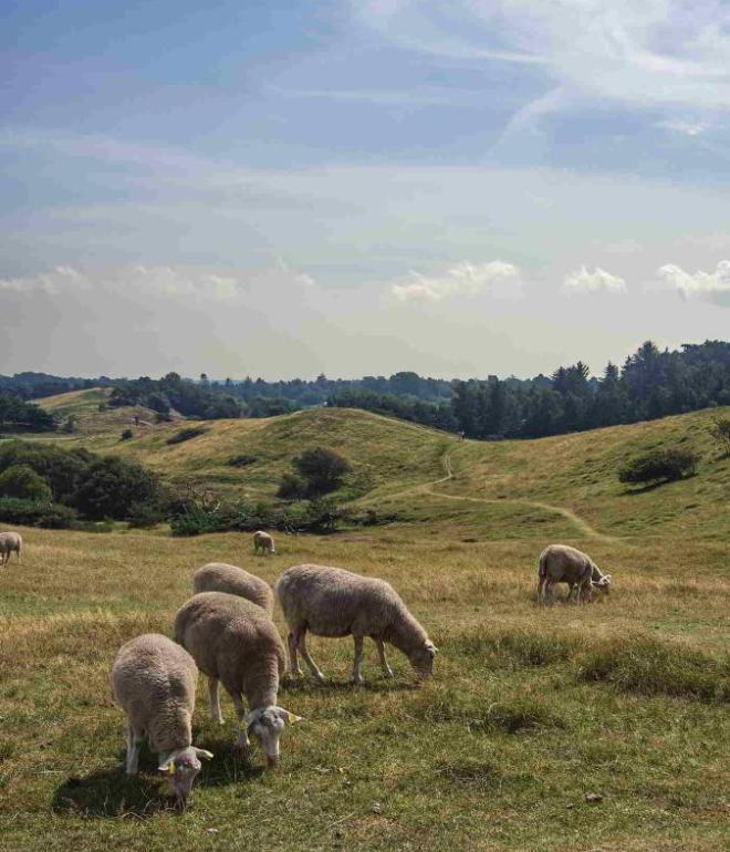Sheep graze in Heatherhill in North Zealand, Denmark.