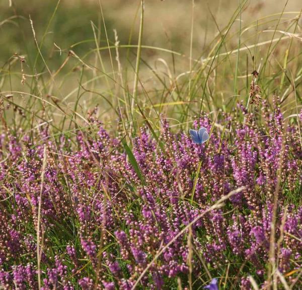 Smuk blomstrende lyng ved Heatherhill i Nordsjælland