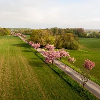 The Cherry Avenue in Humlebæk